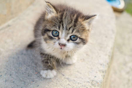 Small, cute, striped kitten. On a gray background. Curious gray kitten. Little cat at home. Small petの写真素材