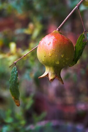 pomegranate fruit on a tree branch in the garden.の写真素材