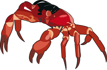 red juicy shiny realistic crab with big clawsのイラスト素材