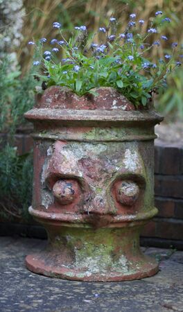 Victorian chimney pot with forget-me-not flowers growing in springの写真素材