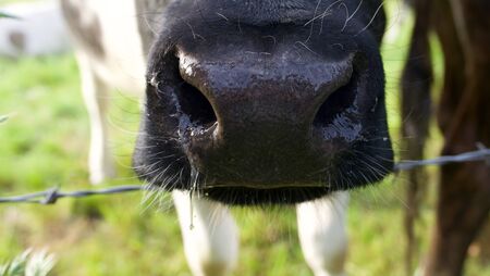 Close up of black nose of cow with white legs in fieldの写真素材