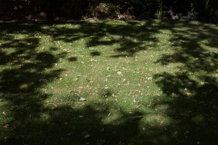 Lawn strewn with dead leaves and shadows with copy spaceの写真素材