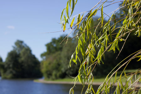 Weeping willow foliage in foreground with lake and grass in background
