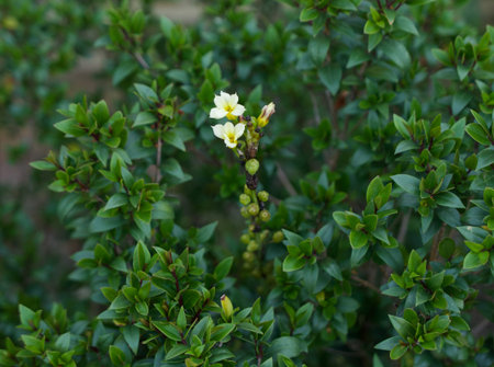 Yellow myrtle flowers and greenery myrtle foliage with space for copy