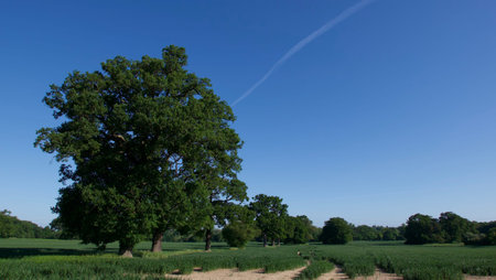Blue sky above corn field in spring with oak tree