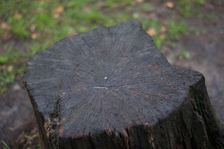 Section through dark tree trunk on damp winter day with copyspaceの写真素材
