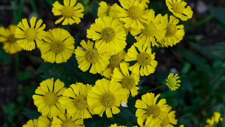 Beautiful vibrant yellow daisy flowers with green foliage in background