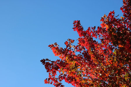 Beautiful red foliage in autumn or fall against deep blue sky