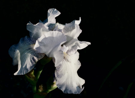 White bearded iris against dark background funereal sad image with copy space