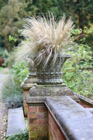 Portrait image of ornamental grasses in urn on wall in gardenの写真素材