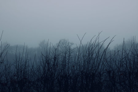View through bushes and trees on a cold winters morning with copyspace