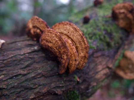 Close up of brown inonotus tree mushroom on wooden log