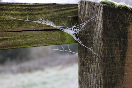 Frosty spiders web suspended from wooden fence post on cold winters dayの写真素材