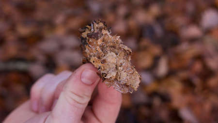 Mycelium being held in young mans hand with soft blurred backgroundの写真素材