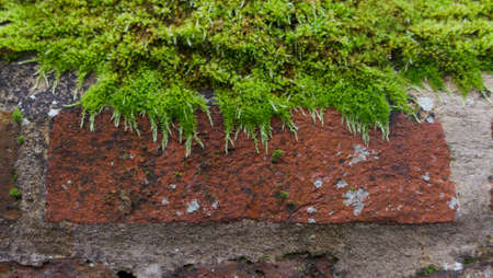 Green moss sprouting above terracotta brick with space for copyの写真素材