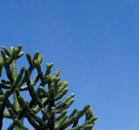 Monkey puzzle tree against deep blue sky background with copyspaceの写真素材