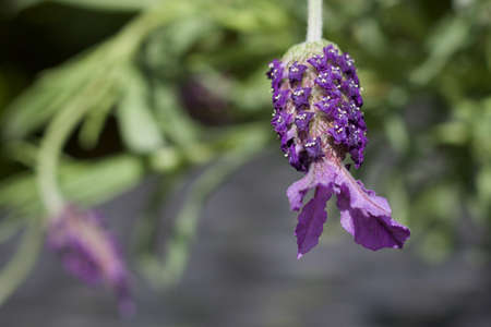 Close up image of purple butterfly lavender against green backgroundの写真素材