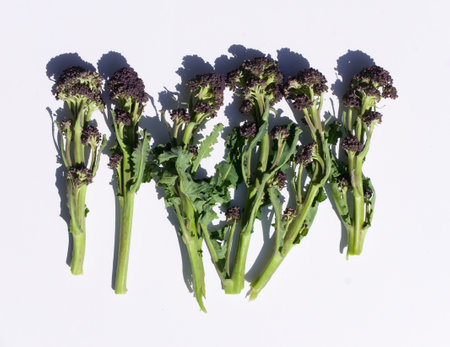 Row of sprigs of purple sprouting broccoli against plain white backgroundの写真素材