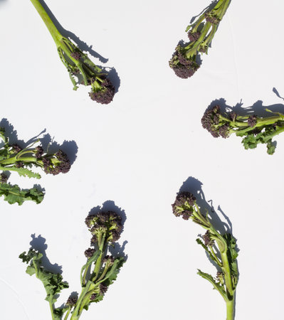 Purple sprouting broccoli sprigs laid out in a circle with copyspaceの写真素材