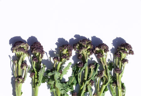 Purple sprouting broccoli on white background with copy spaceの写真素材