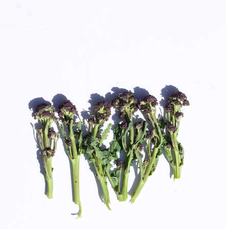 Purple sprouting broccoli against plain white background with copy space aboveの写真素材