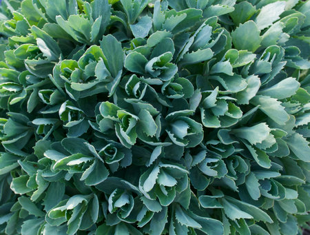 Full frame image of pale green sedum or ice plant foliageの写真素材