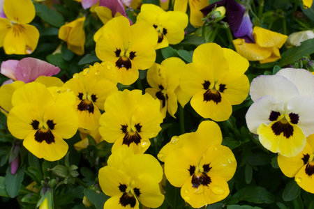 Full frame background of yellow pansies showing stamen and petal detailの写真素材