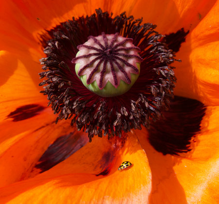 Yellow and black ladybird resting on vivid orange poppy flowerの写真素材