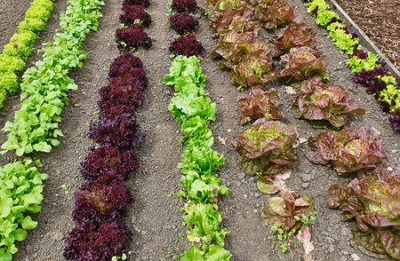 Vegetable patch with variety of young lettuces in red and green