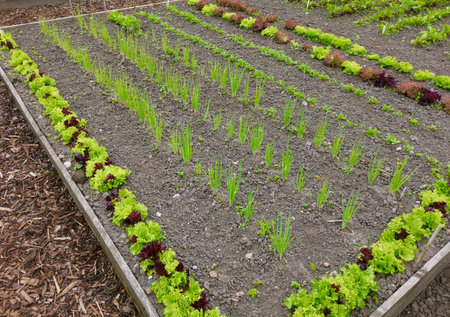 Nursery vegetable bed with young onions and lettuces growing in soil