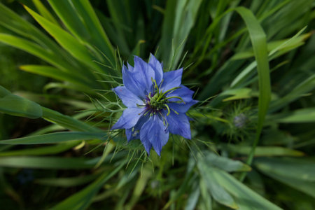 Top view of pretty blue nigella flower and surrounding foliageの写真素材