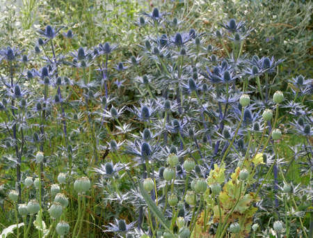 Beautiful silver blue eryngium thistle type flowers in flowerbedの写真素材