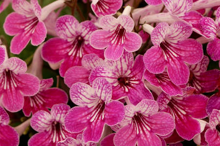 Full frame image of vivid pink and white streptocarpus flowersの写真素材