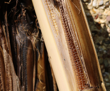 Close up of interior of banana tree trunk showing fibre and detail