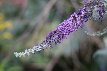 Pale purple buddleia against soft green background with copy space