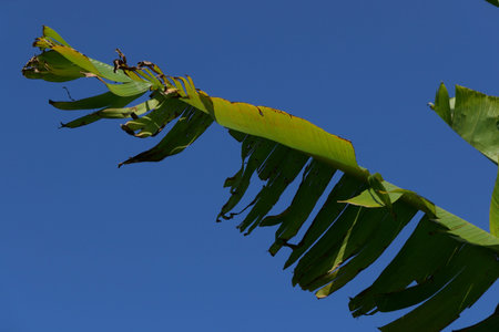 Torn banana tree leaf against deep blue sky with copyspaceの写真素材