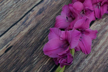 Deep pink gladioli flowers lying on coarse dark wood tableの写真素材
