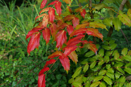 Mahonia japonica autumn winter foliage - evergreen garden shrub winter flowering