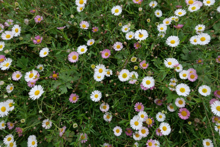Full frame image of lawn covered in wild daisies in white and pink