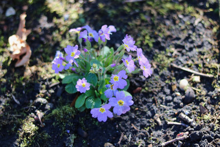 Pale mauve alpine primula flowers and foliage in spring time