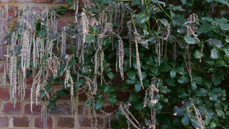 Architectural plant garrya elliptica bush with foliage against garden wall