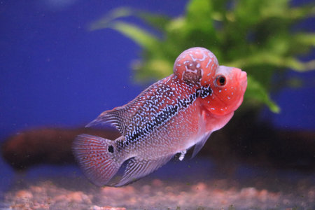 Flowerhorn cichlid in aquarium against a colourful blue and green backgroundの写真素材