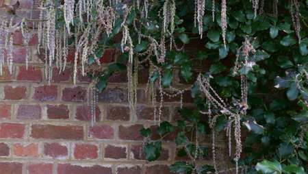 Architectural plant garrya elliptica bush with foliage against garden wallの写真素材