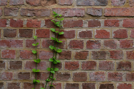 Weathered old terracotta brick wall showing climbing green foliage growthの写真素材
