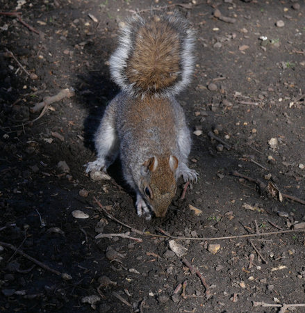 Close up of common grey squirrel scavenging on rough ground