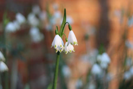 Close up of white galanthus or snowdrop against soft blurred backgroundの写真素材