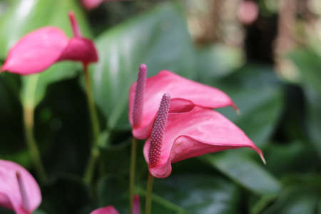 Beautiful pink anthurium flowers with tails and blurred dark green foliageの写真素材