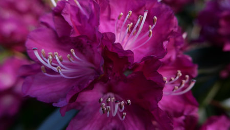 Full frame close up image of beautiful dark pink rhododendron flowersの写真素材
