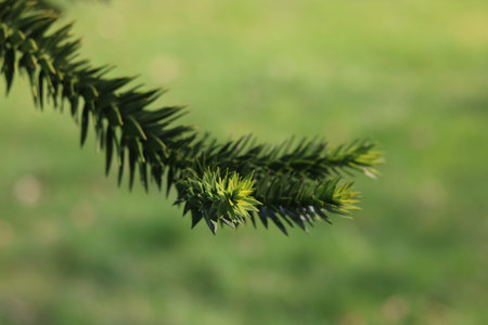 Monkey puzzle tree against blurred green background with copy space