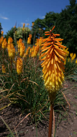 Beautiful orange kniphofia or red hot pokers in garden settingの写真素材